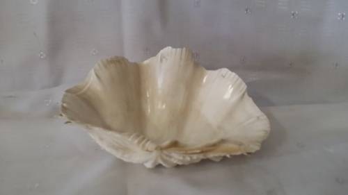 SEA SHELL