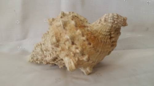 SEA SHELL