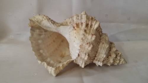 SEA SHELL