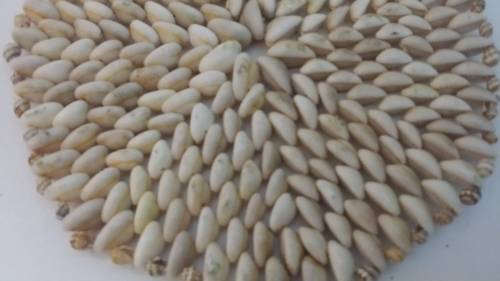 SEA SHELL PLACE MAT