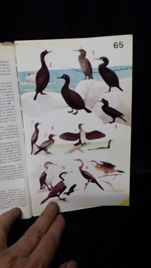 VOELS VAN SUIDER AFRIKA - KENNETH NEWMAN BOOK