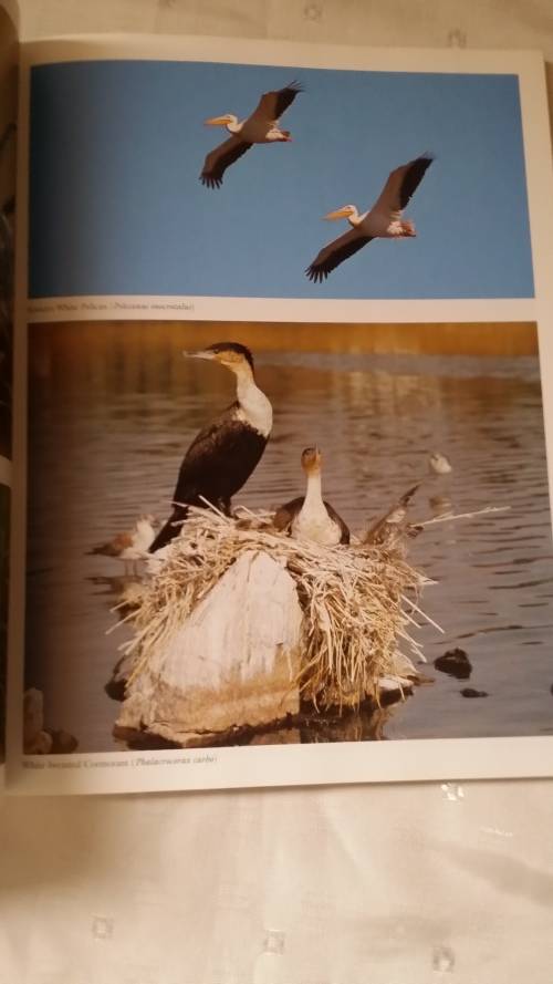 BOOK : EVERONE`S GUIDE TO BIRDS OF SOUTH AFRICA