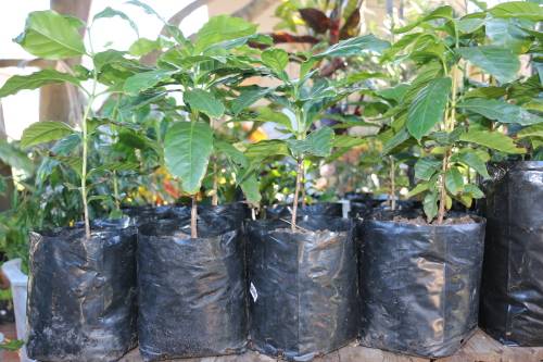 Arabica Coffee Tree