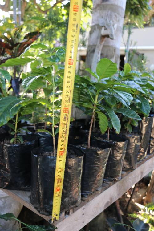 Arabica Coffee Tree