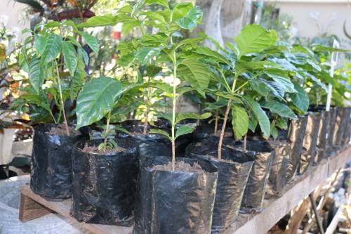 Arabica Coffee Tree