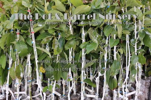 Pinkerton Avocado Tree