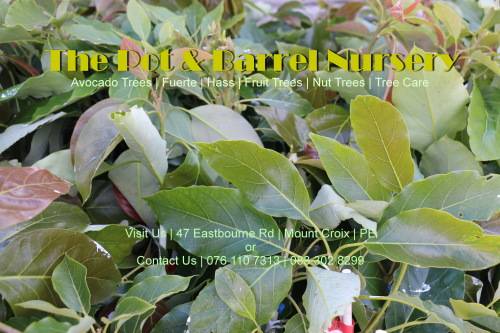 Pinkerton Avocado Tree