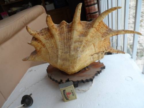 LARGE LAMBIS SEASHELL LAMP