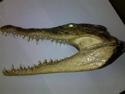 REAL Crocodile Head - Pricing reduced