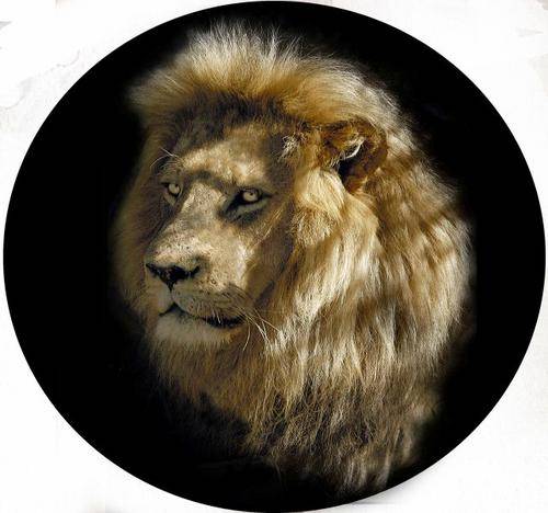 Lion104