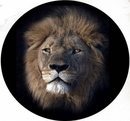 Lion106