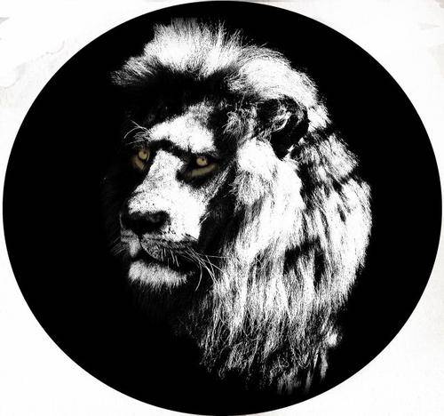 Lion107