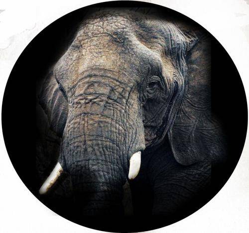 4x4 Spare Wheel Covers - Elephant Prints