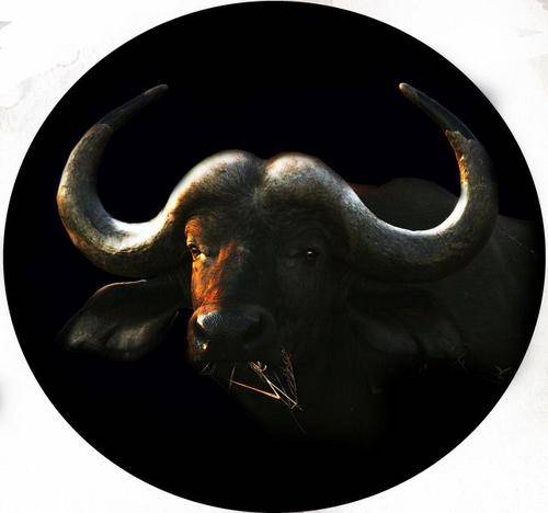 4x4 Spare Wheel Covers - Buffalo Prints