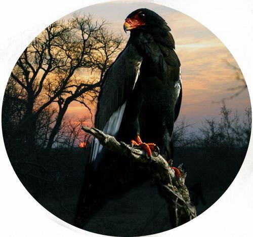 4x4 Spare Wheel Covers - Bird Prints