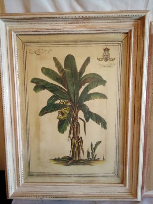 Stunning set of Shabby Chic Framed Vintage Style Botanical Prints H+-72cm each width +-55cm