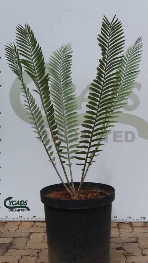 E. heenanii