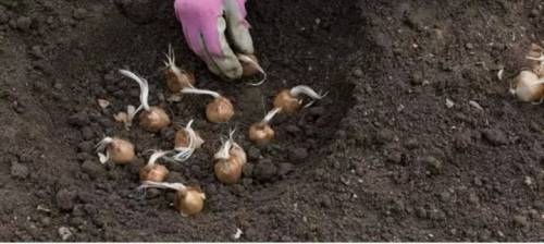SAFFRON BULBS(STARTER PACK OF 5 CORMS)