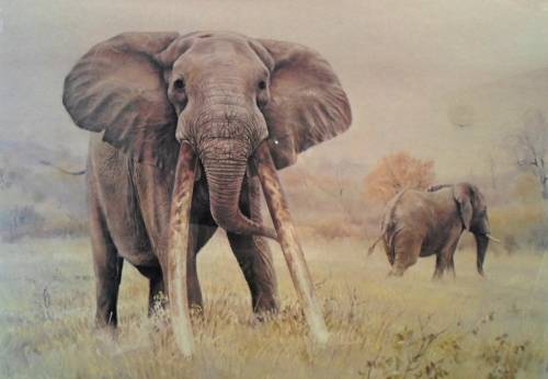 Paul Bosman - Mafunyane - Limited edition print - A true classic piece!! With provenance - Bid now!