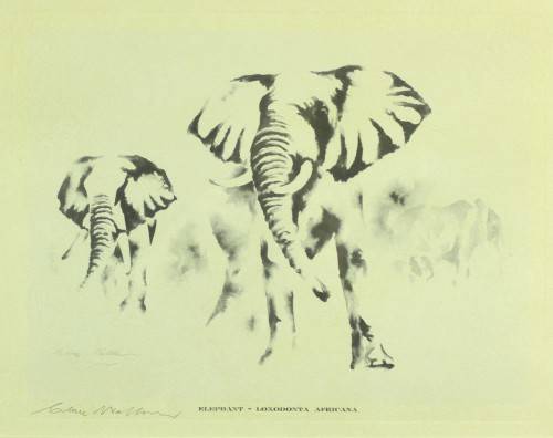 Clive Walker - Elephant - Beautiful! - Low price, bid now!!