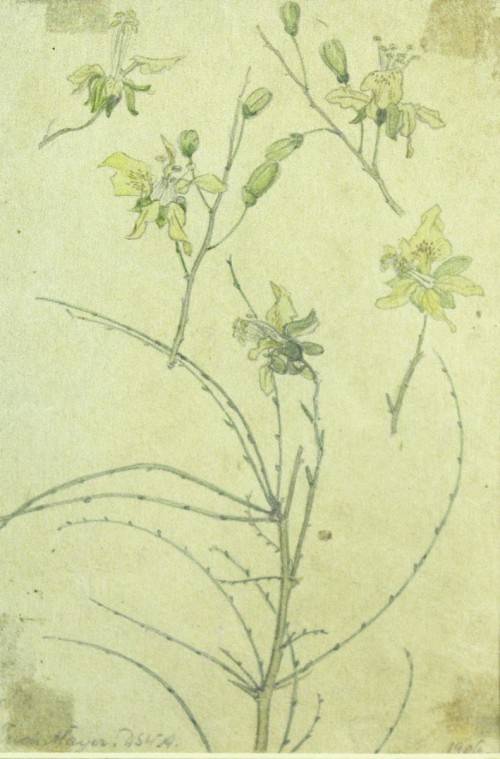 Erich Mayer - Botanical study SWA