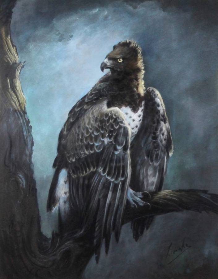 Lisinke - Eagle