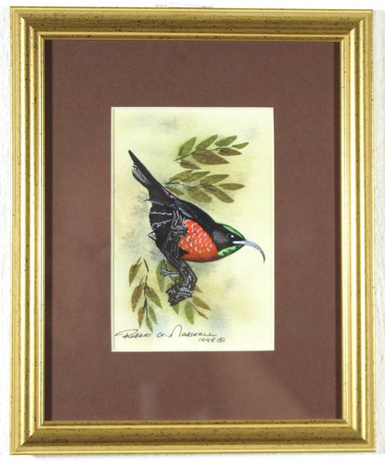 Robert G Marshall - Scarlet Chested Sunbird