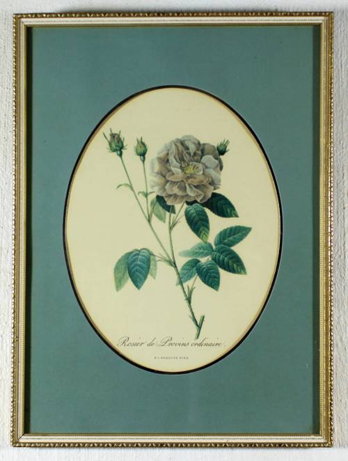 Rosier de Provins Ordinaire