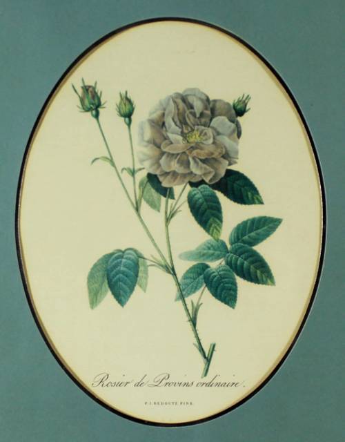 Rosier de Provins Ordinaire