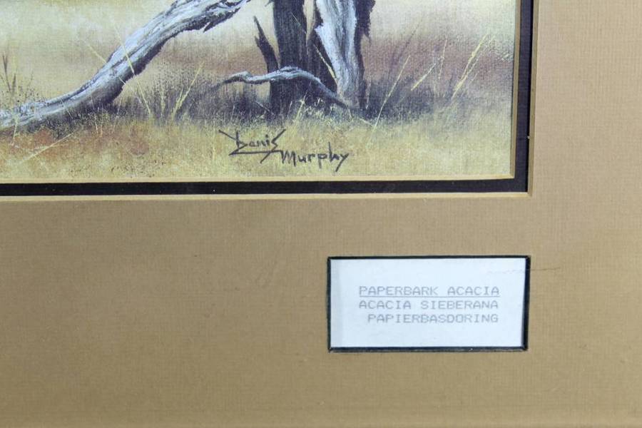 Denis Murphy - Paperbark Acacia