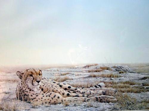 Robert Bateman - Leopard in a landscape - Magnificent limited edition print! Bid now!
