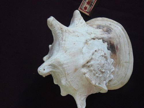 HUGE NATURAL SEA SHELL