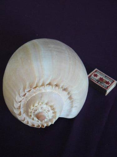 HUGE NATURAL MELON  SEA SHELL  22CM