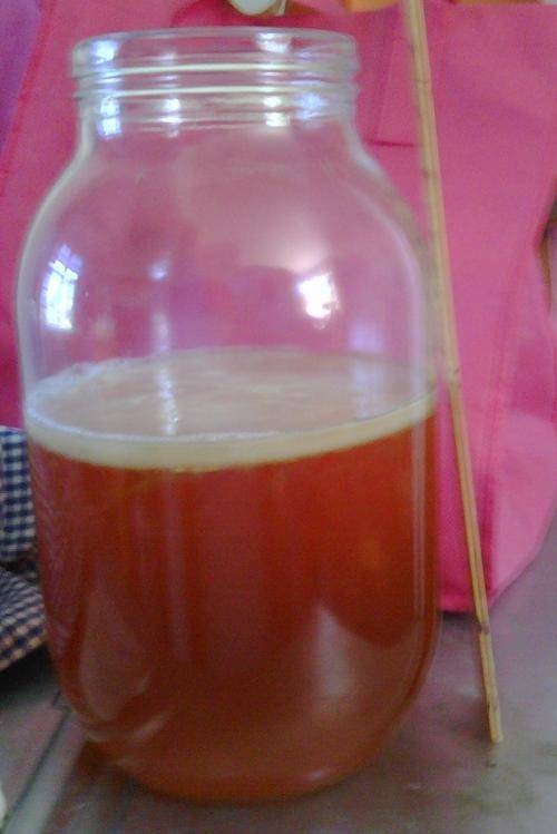 Kombucha Starter Culture