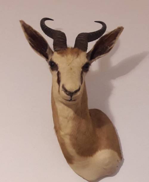 Springbok trophy