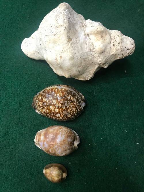 SEA SHELLS - Lot of 4
