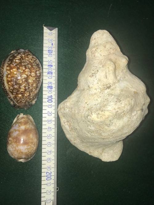 SEA SHELLS - Lot of 4