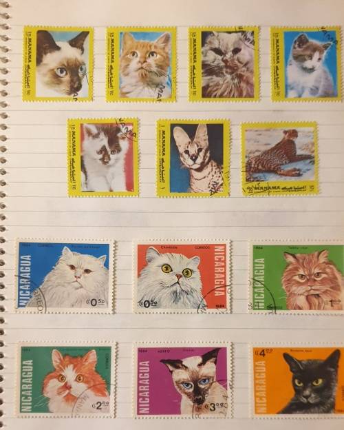 CATS, CATS AND MORE CATS