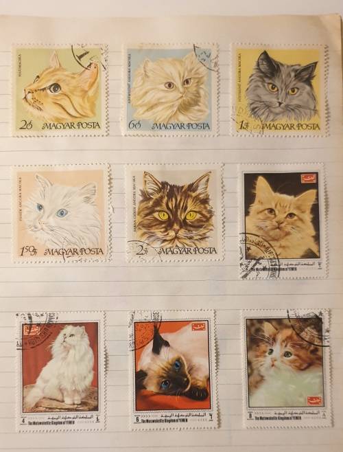 CATS, CATS AND MORE CATS