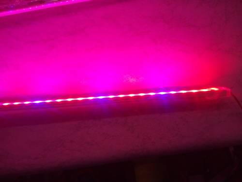 Samsung 5630 12Vdc open IP20  Aluminium Rigid led Grow light  (Red & Blue) 1000mm strip ** In Stock