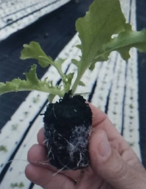 Jiffy 7C pellets (42mm diameter)