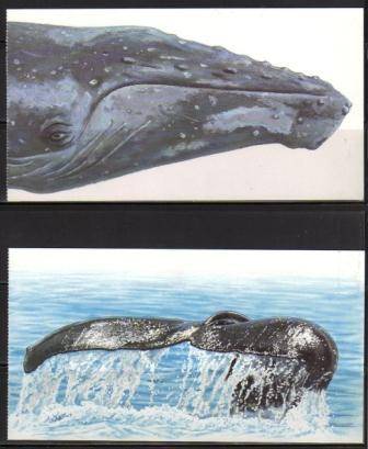 RSA 1999 SET OF 2 WHALES OF THE SOUTHERN OCEAN POSTCARDS EX BOOKLET