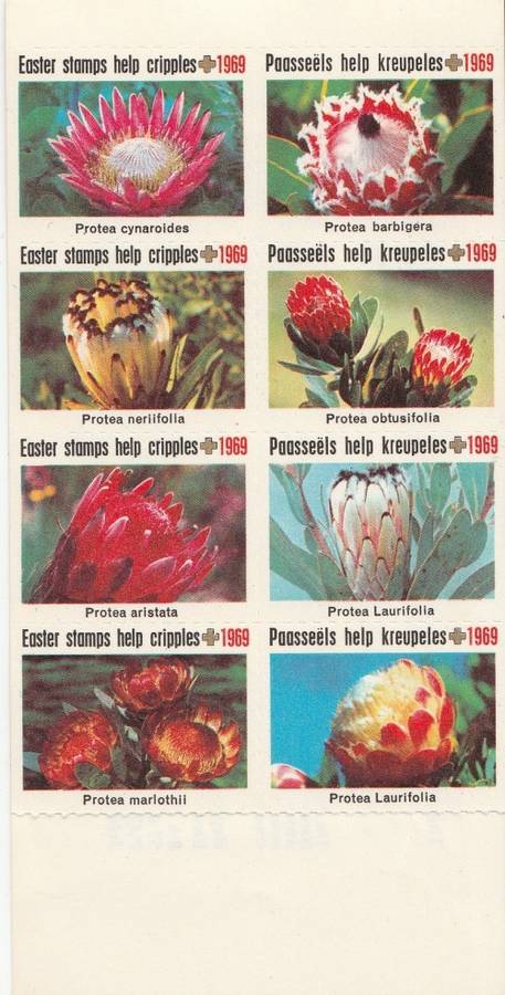 RSA 1969 EASTER LABELS BOOKLET INCOMPLETE WITH MNH PANE OF 8 - PROTEA CYNARODES STAMP TOP LEFT