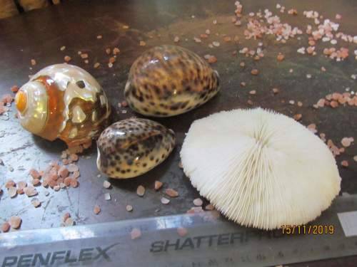 MUFFIN + !! Vintage Lot of 2 Tiger Cowrie, 1 Polished Shark Eye Shell and 1 Rare Muffin Coral