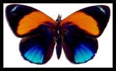 ****HUGE**** 11257**** PCS  BEAD  KIT