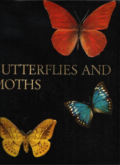 BUTTERFLIES AND MOTHS