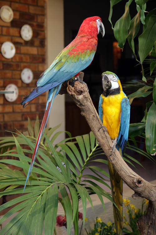 RARE COLLECTABLE MACAWS - SET OF 2 - TAXIDERMY