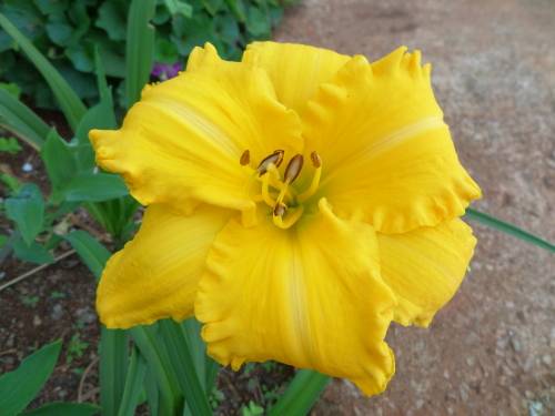 DAYLILY SEED, mixed hybrids - superior varieties