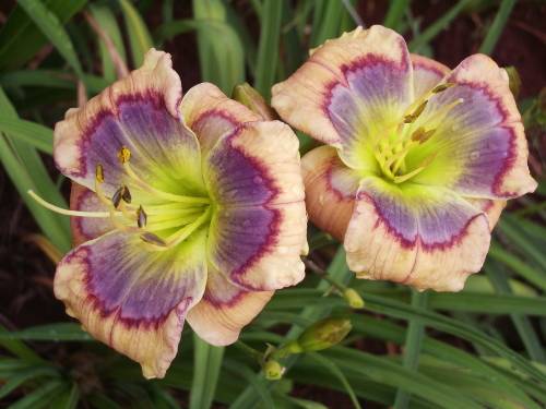 DAYLILY SEED, mixed hybrids - superior varieties