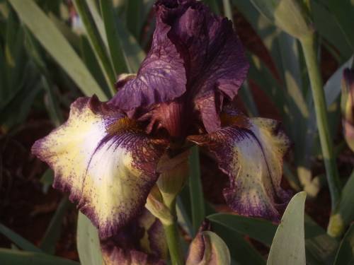 IRIS, Burgundy Brown